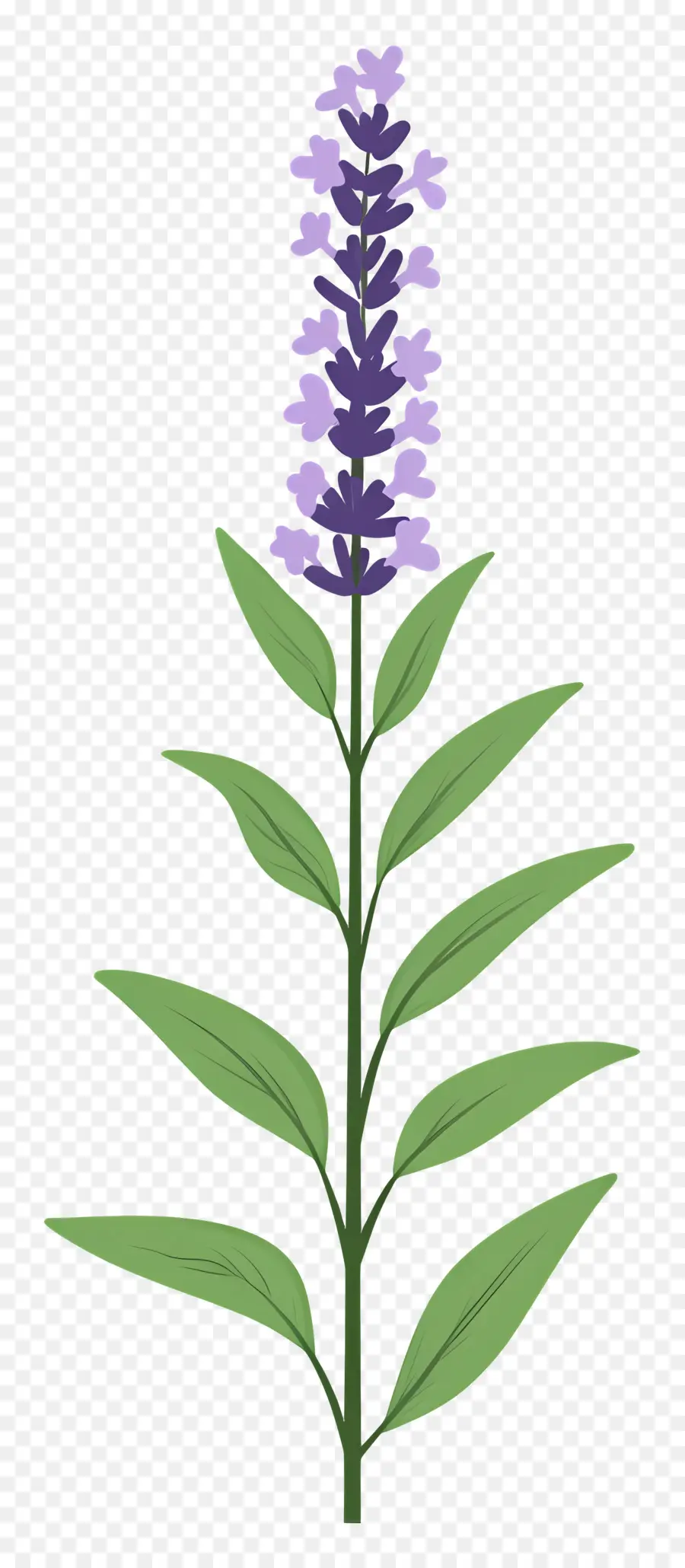 Flor De Lavanda，Roxo PNG