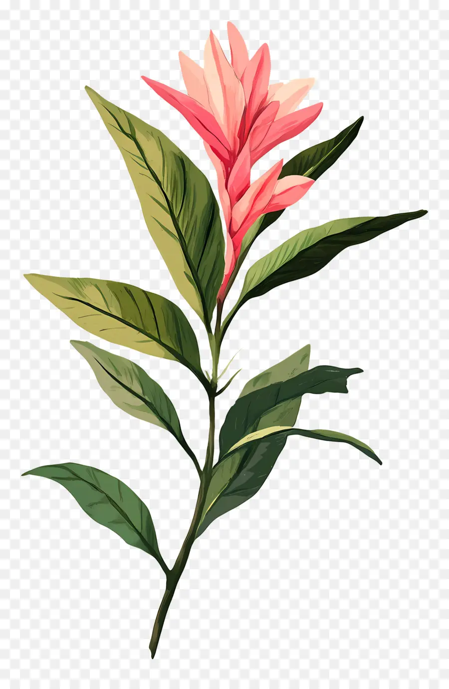 Flor Tropical，Flor PNG