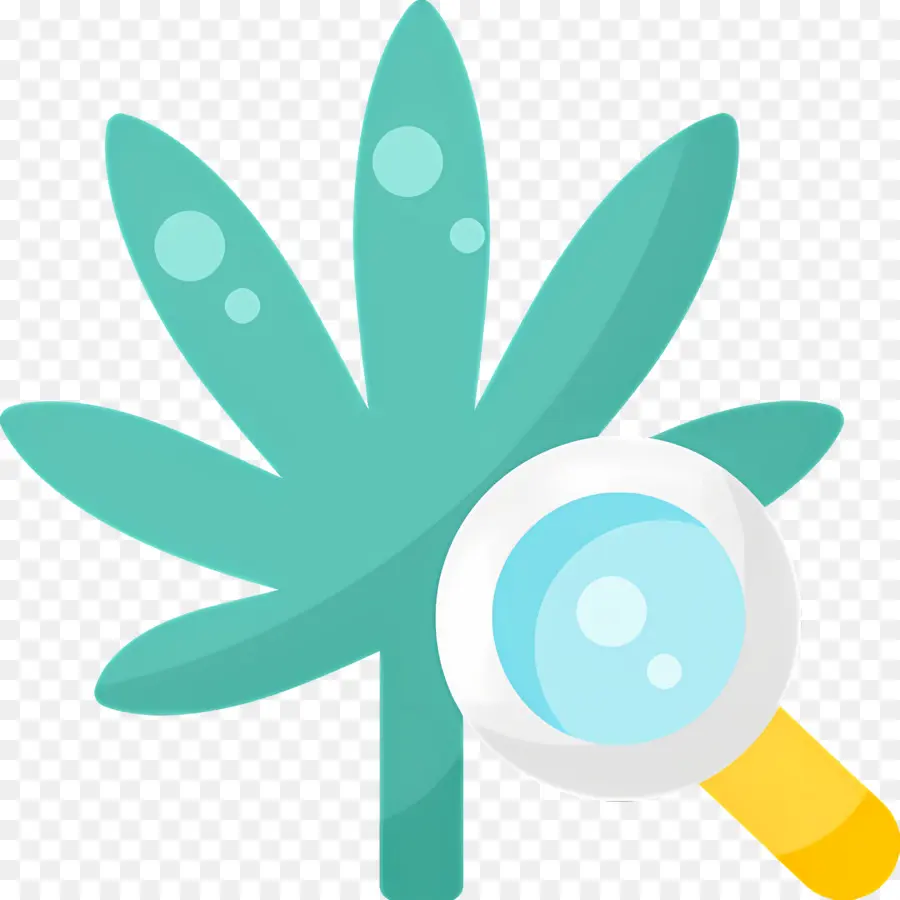 Folha De Maconha，Folha Com Lupa PNG