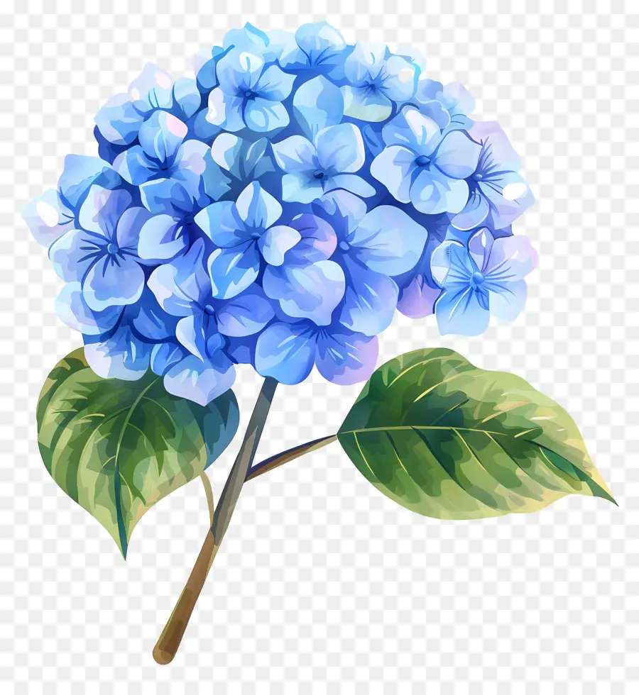 Flor De Hortênsia Azul，Hortênsia Azul PNG