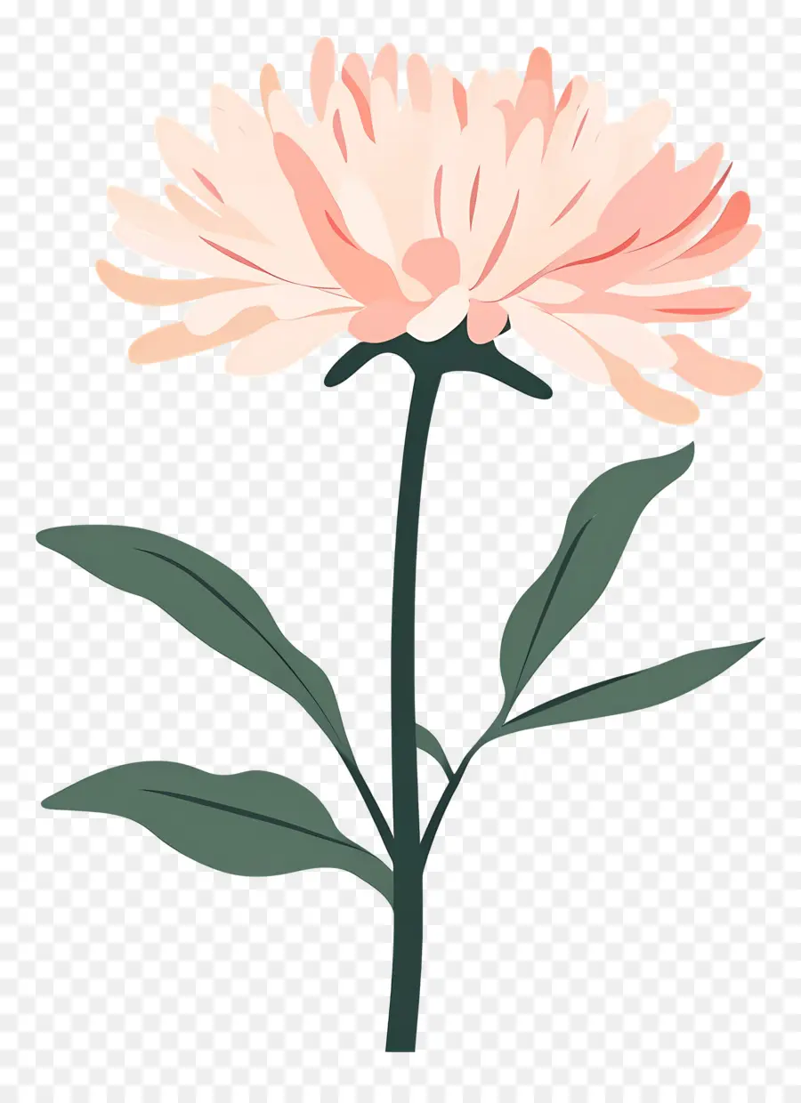 Flor De Crisântemo Rosa，Flor Rosa PNG