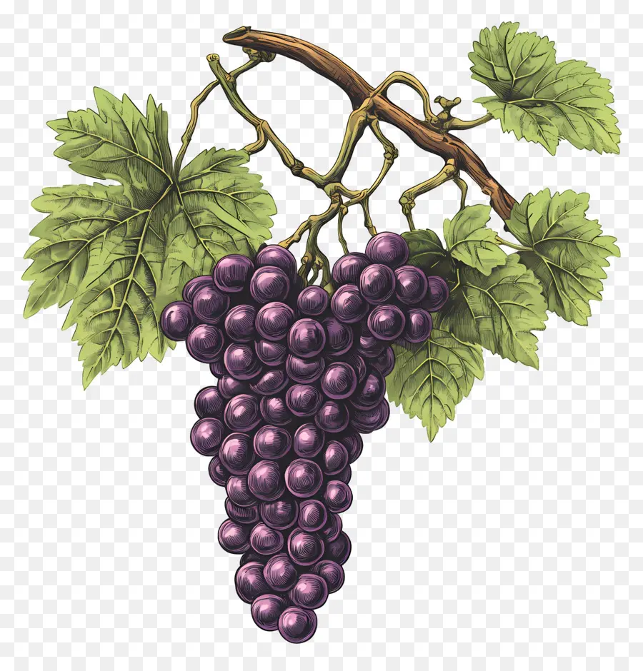 Cacho De Uvas，Uvas PNG