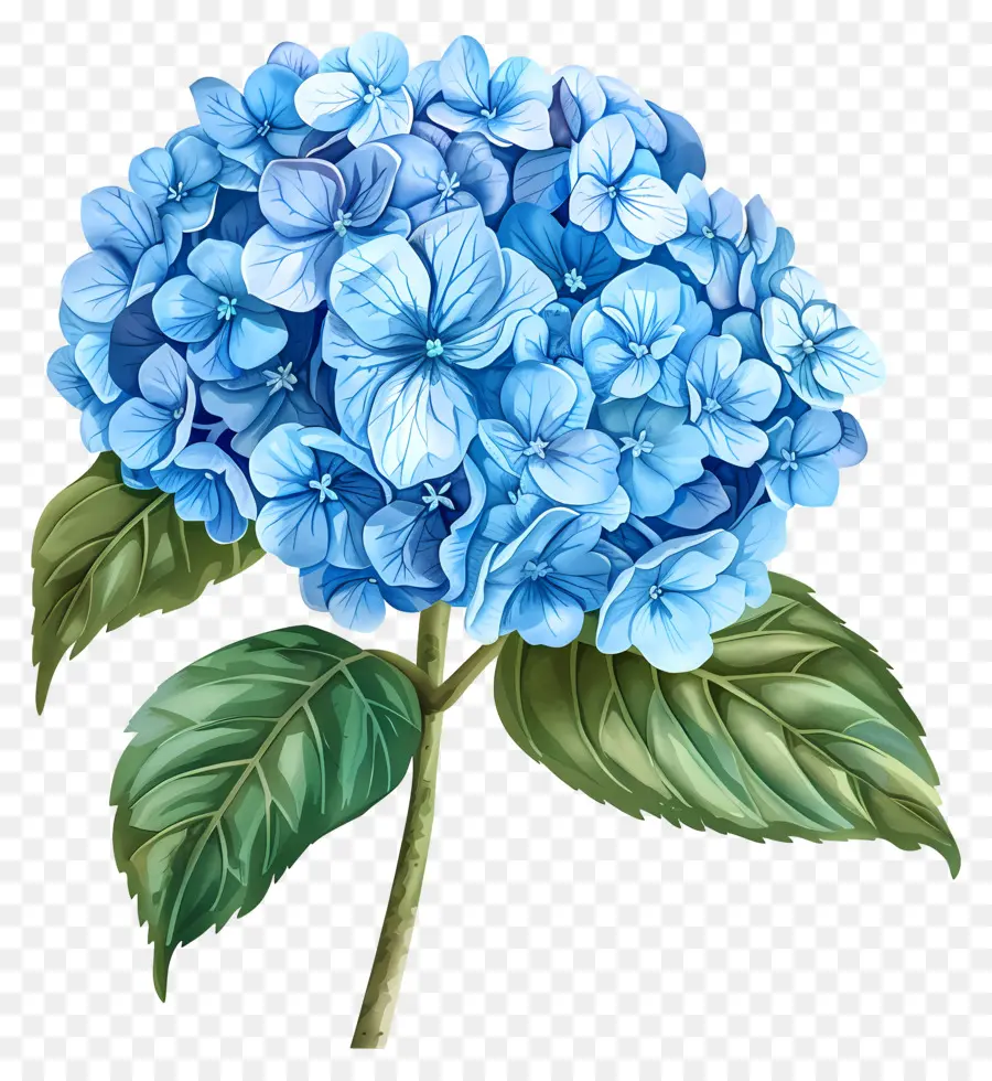 Flor De Hortênsia Azul，Hortênsia Azul PNG