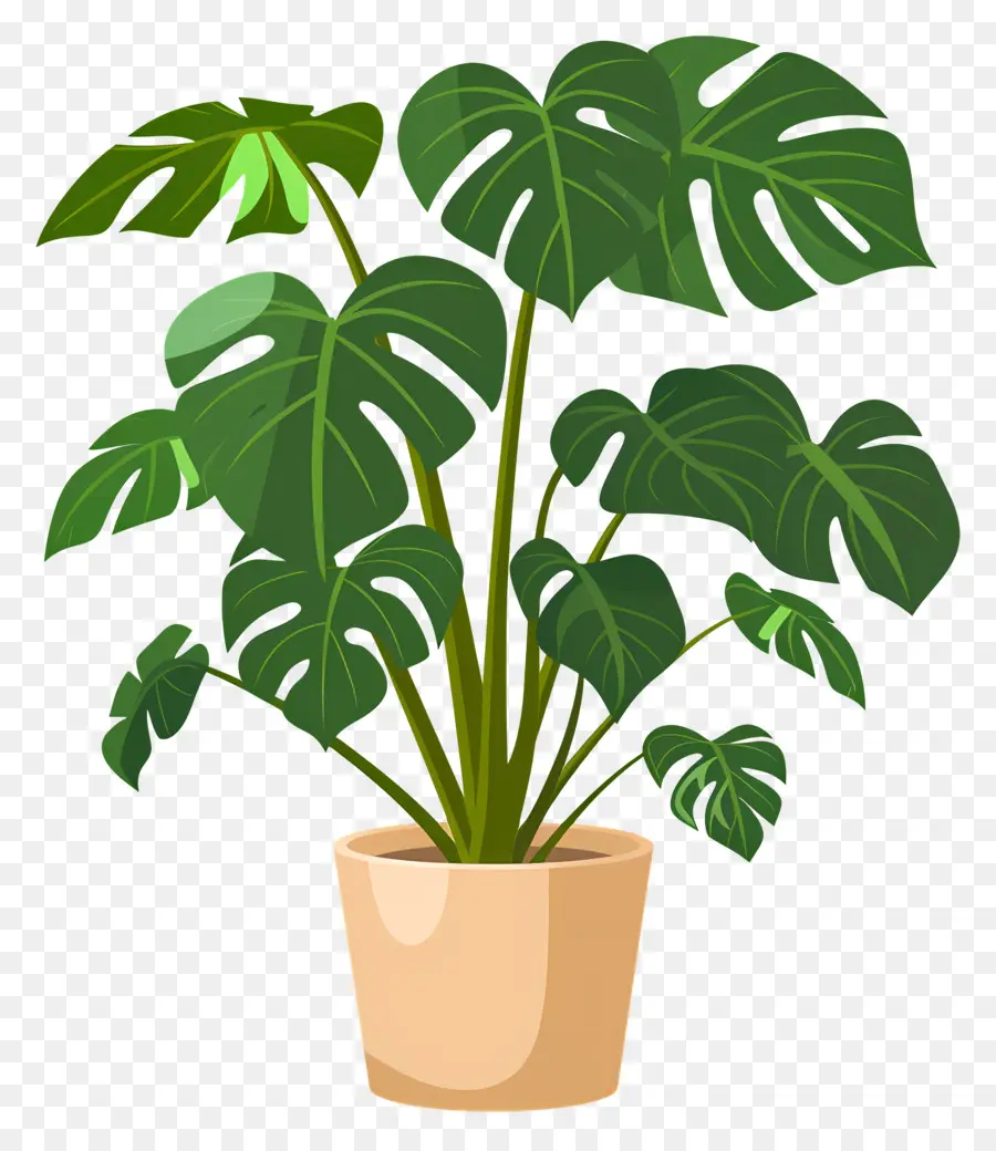 Planta Monstro，Planta Em Vaso PNG