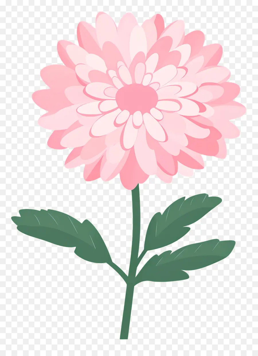 Flor De Crisântemo Rosa，Flor Rosa PNG