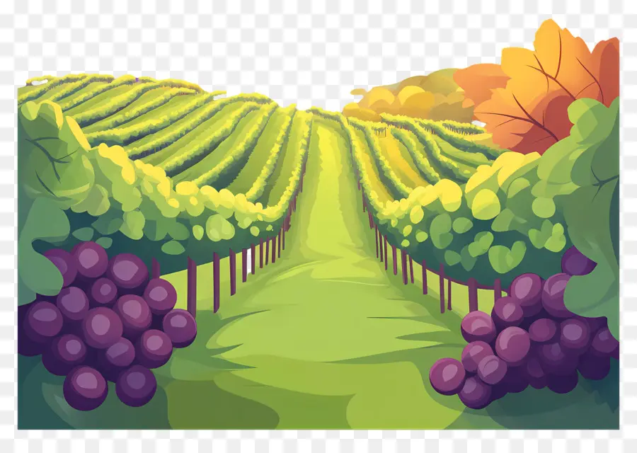 Vinhedo，Uvas PNG