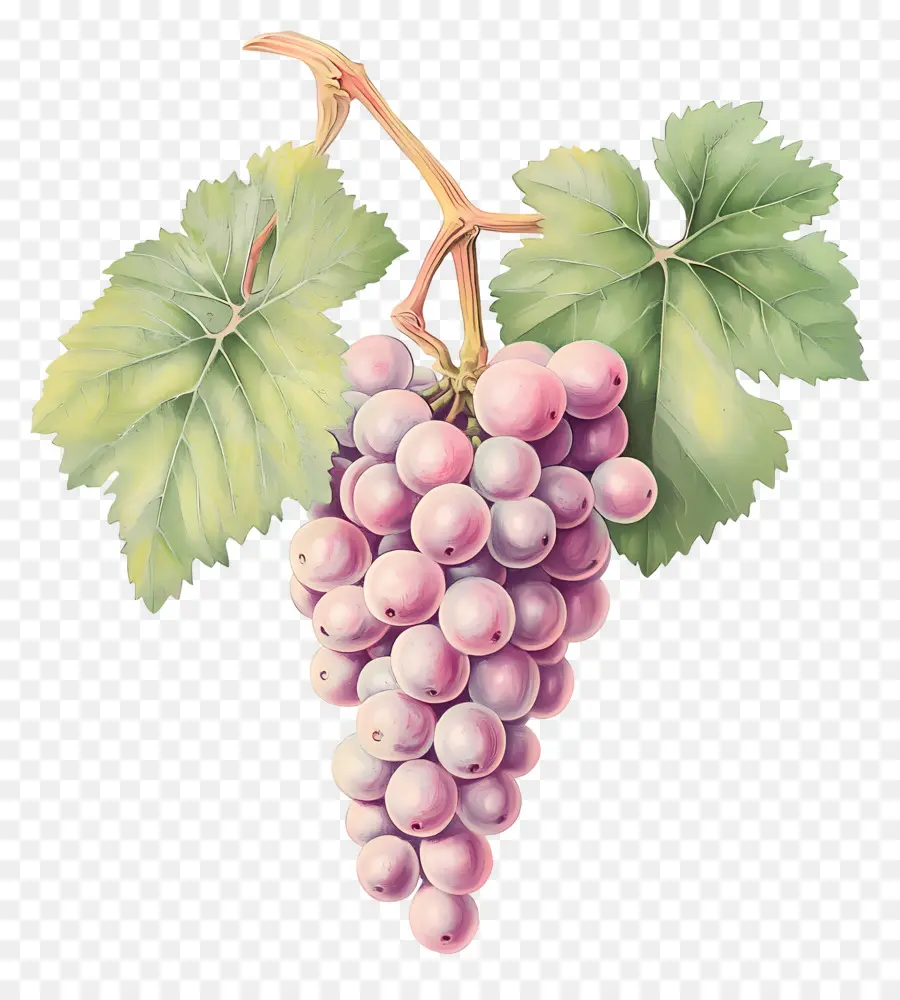 Cacho De Uva，Uvas PNG