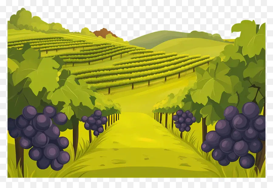 Vinhedo，Uvas PNG