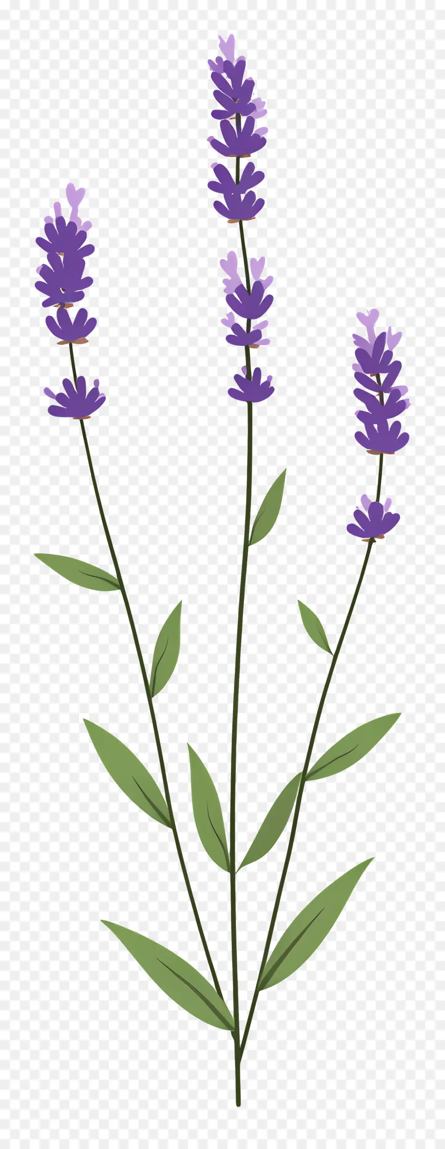 Flor De Lavanda，Roxo PNG