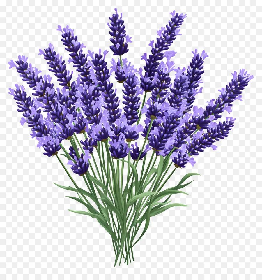 Buquê De Lavanda，Lavanda PNG