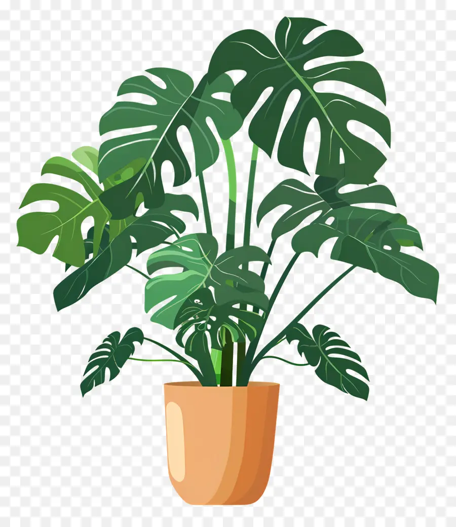 Planta Monstro，Planta Em Vaso PNG