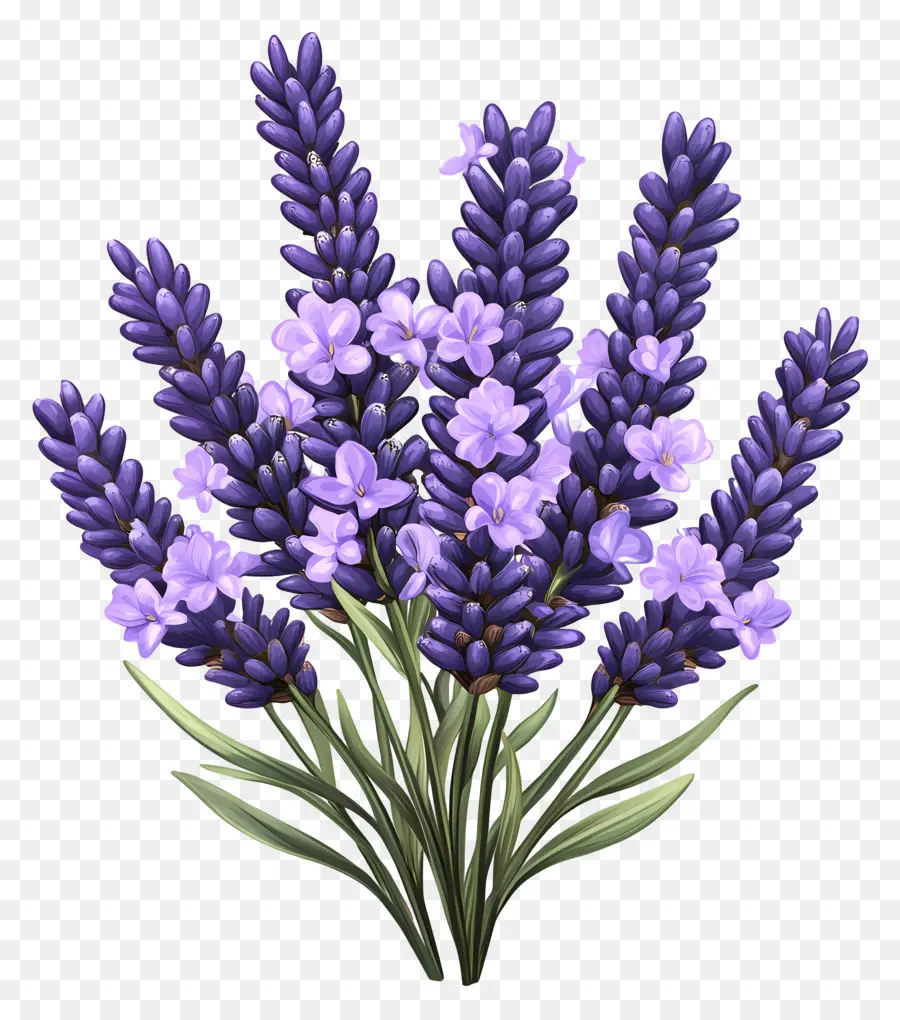 Buquê De Lavanda，Lavanda PNG