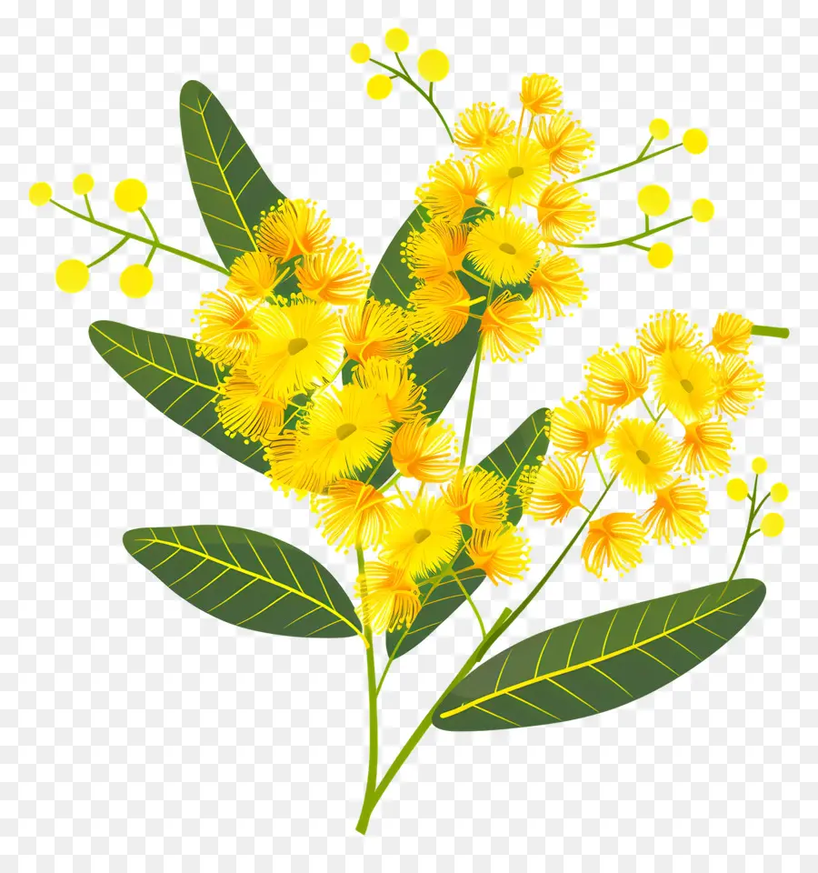 Flores De Mimosa，Flores Amarelas PNG