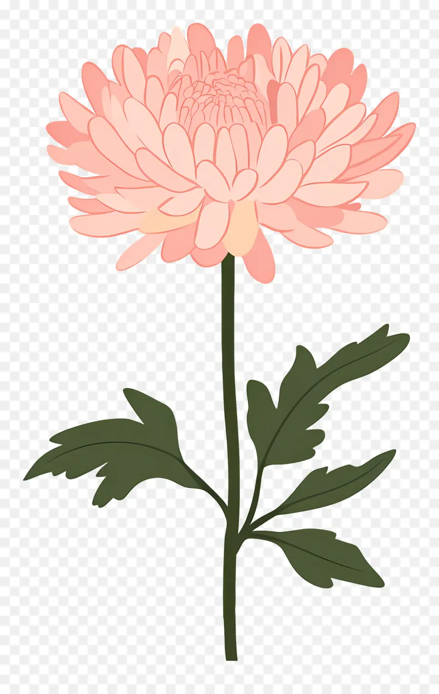 Flor De Crisântemo Rosa，Flor Rosa PNG