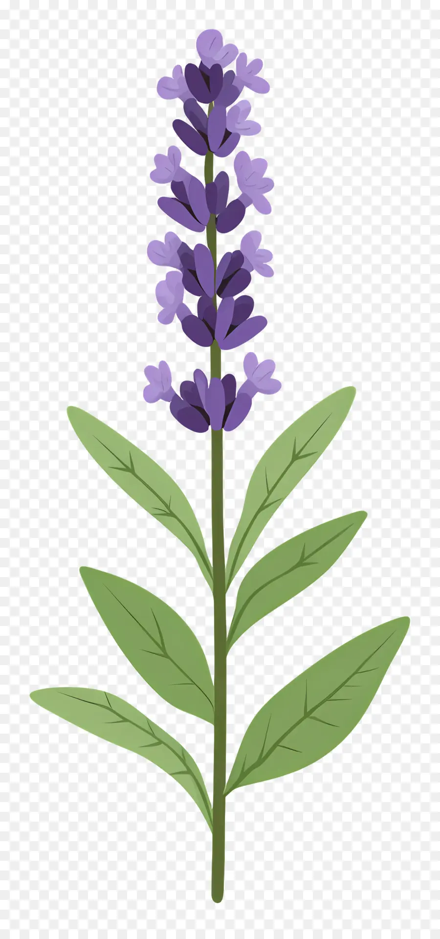 Flor De Lavanda，Roxo PNG