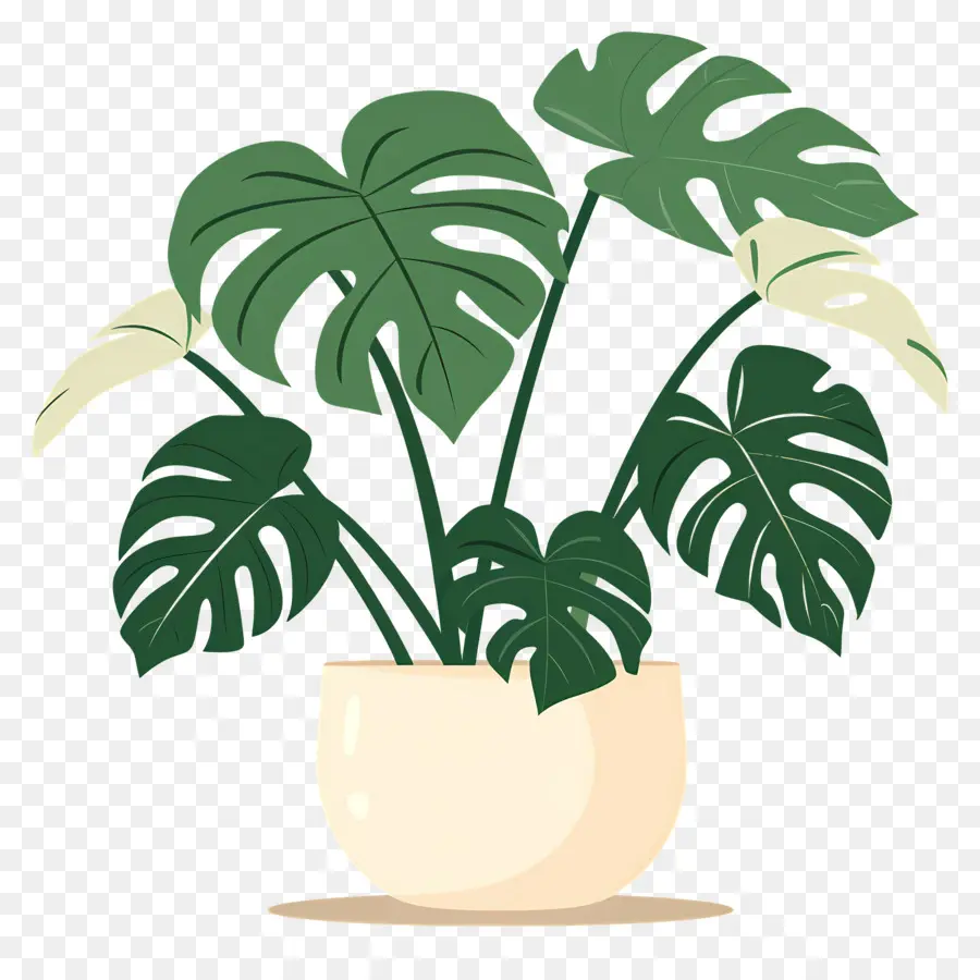 Planta Monstro，Planta Em Vaso PNG