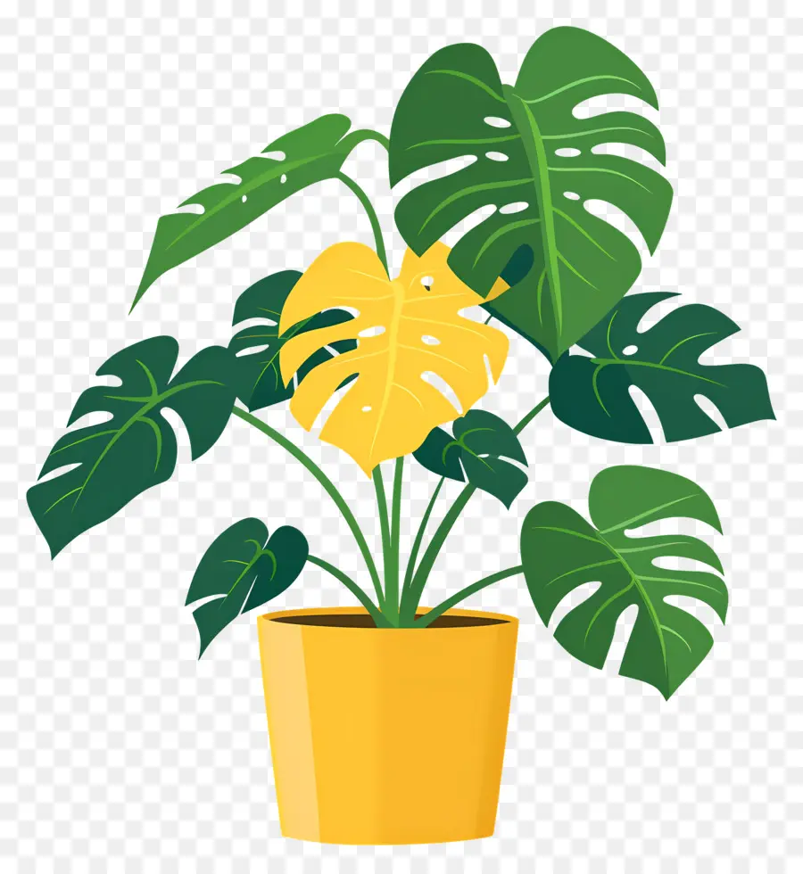 Planta Monstro，Planta Em Vaso PNG