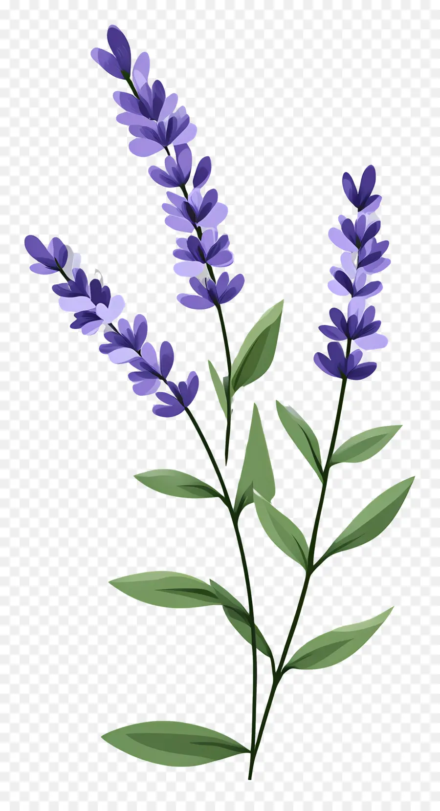 Flor De Lavanda，Lavanda PNG