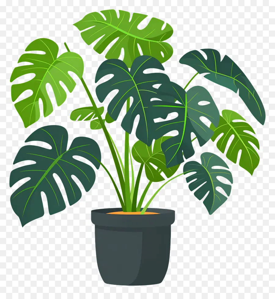 Planta Monstro，Planta Em Vaso PNG