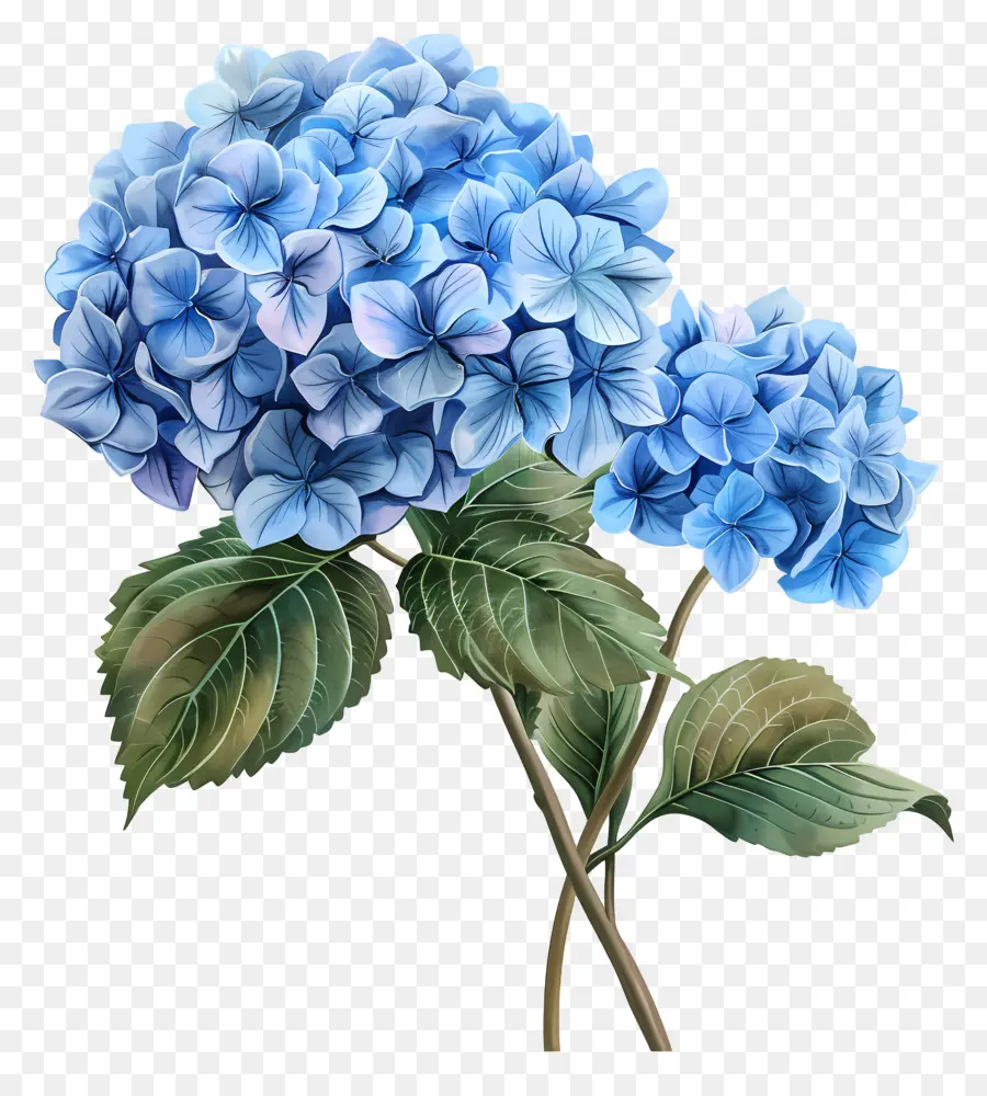 Flor De Hortênsia Azul，Hortênsia Azul PNG