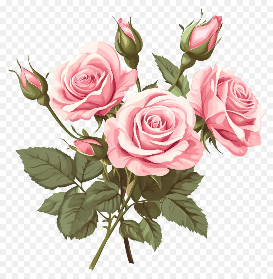 Buquê De Rosas Rosa，Rosas Coloridas PNG