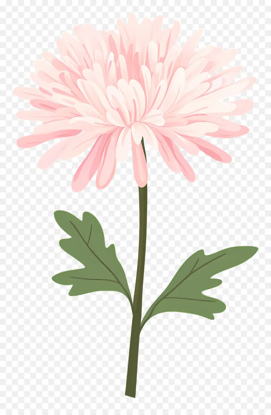 Flor De Crisântemo Rosa，Flor Rosa PNG