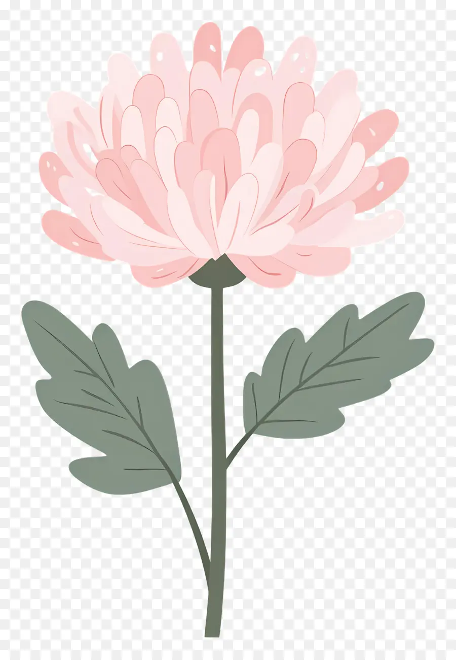 Flor De Crisântemo Rosa，Flor Rosa PNG