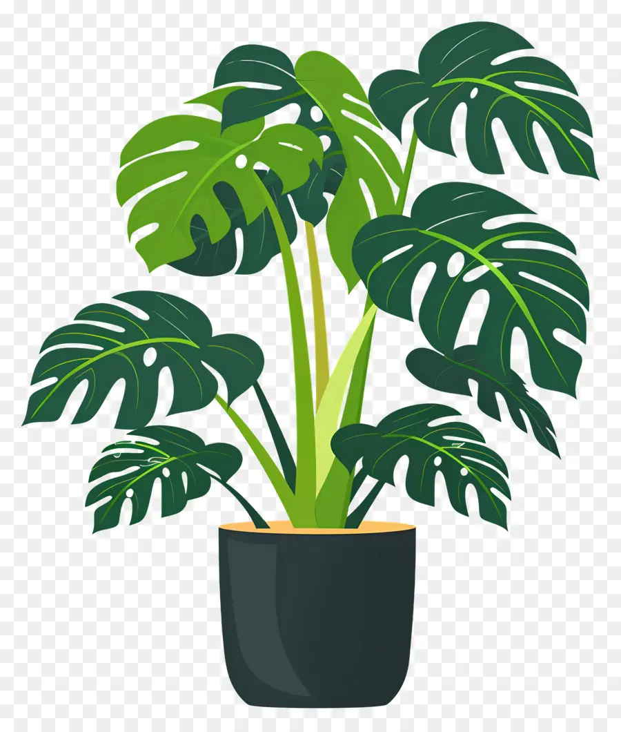 Planta Monstro，Planta Em Vaso PNG