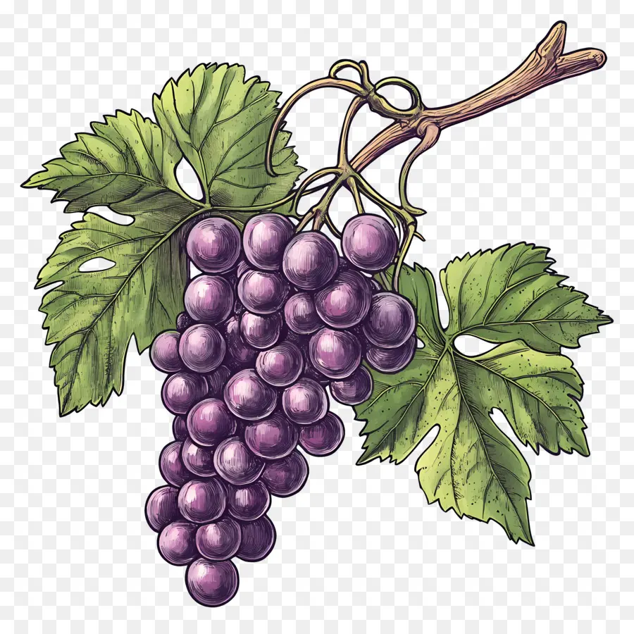 Cacho De Uvas，Uvas PNG