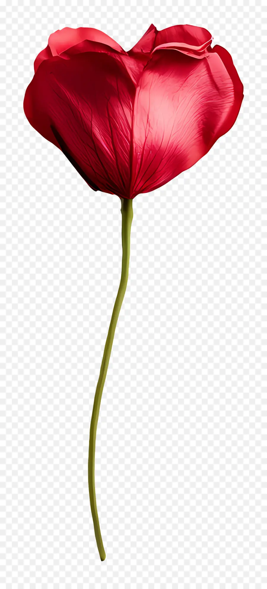 Nota De Amor，Flor Vermelha PNG