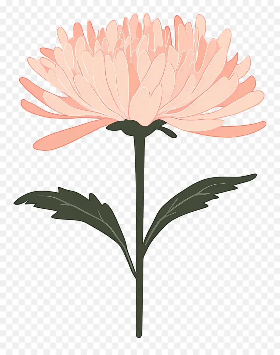 Flor De Crisântemo Rosa，Flor Rosa PNG