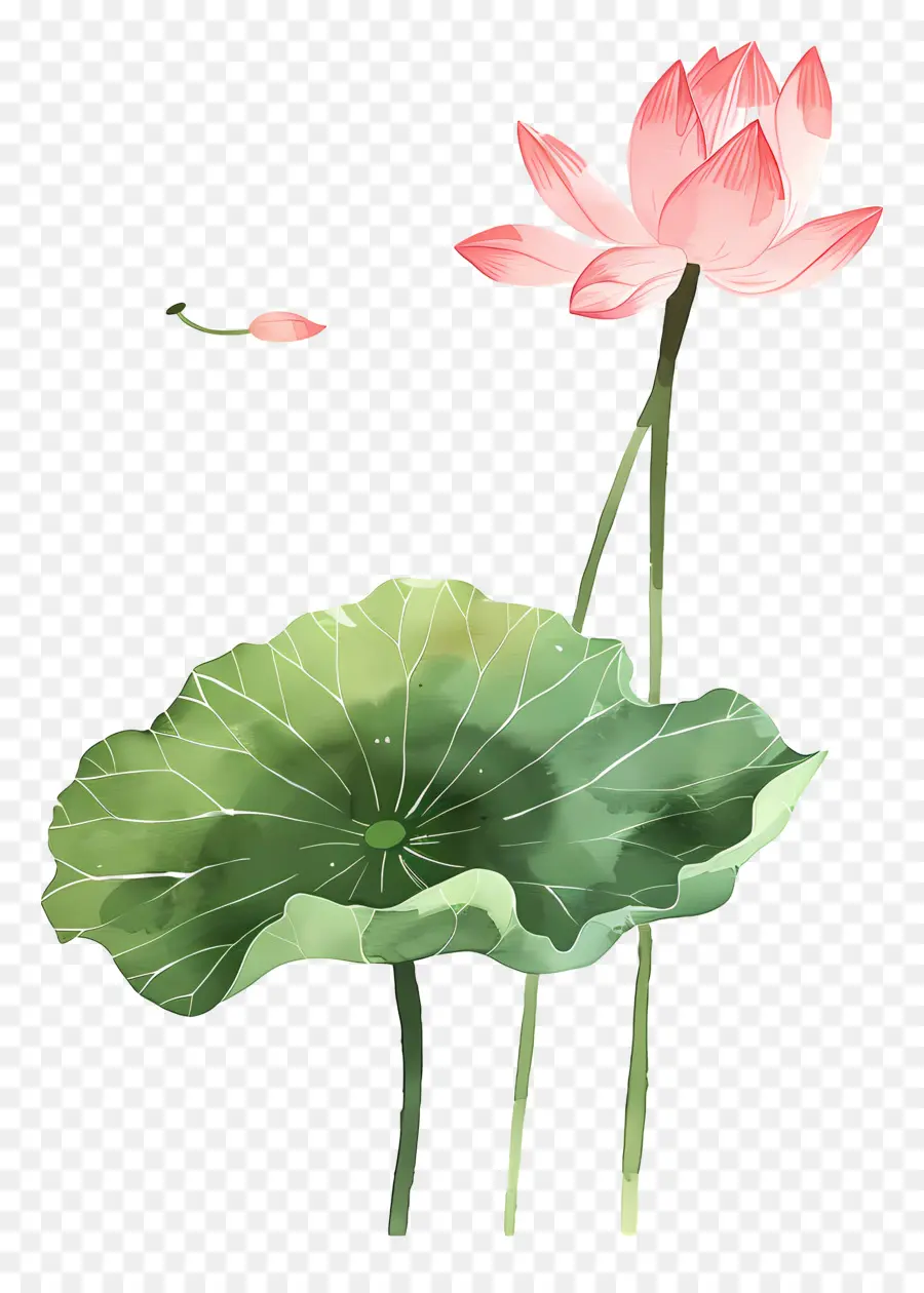 Flores De Lótus Rosa，Flor De Lótus PNG