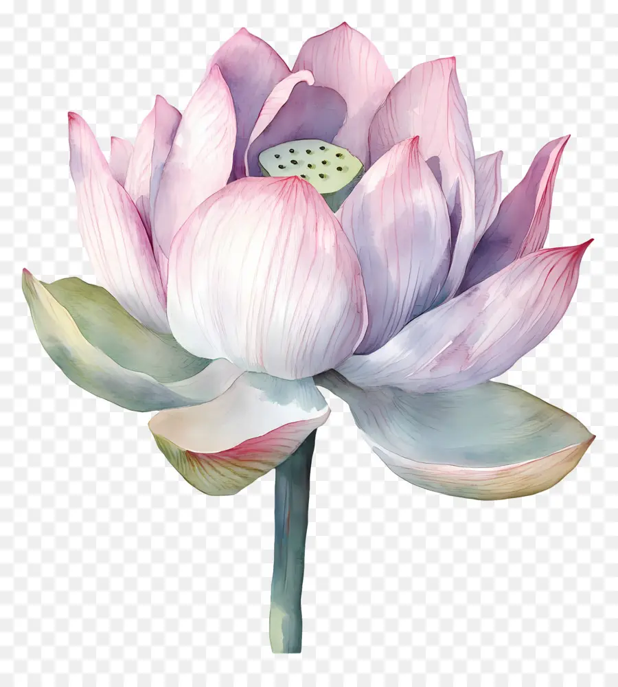 Aquarela Lótus，Flor De Lótus PNG