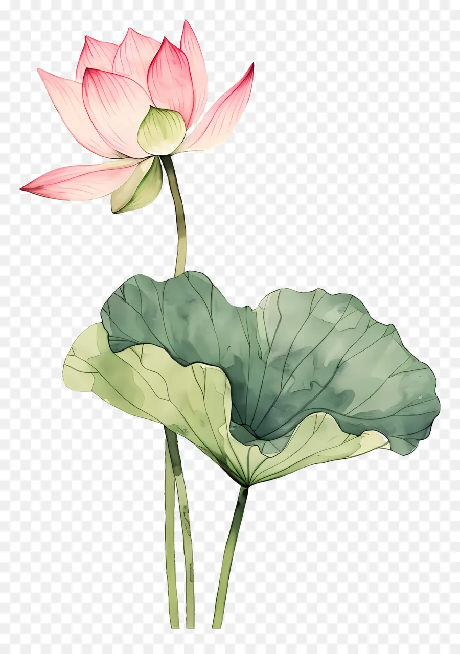 Flores De Lótus Rosa，Flor De Lótus Rosa PNG