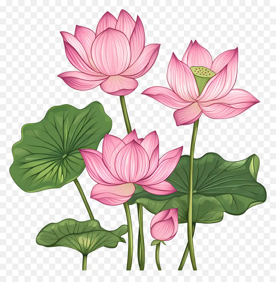 Flores De Lótus Rosa，Flores De Lótus PNG