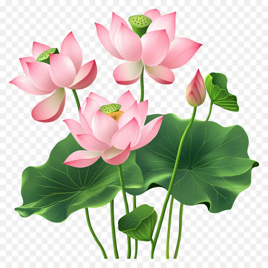 Flores De Lótus Rosa，Flores De Lótus PNG