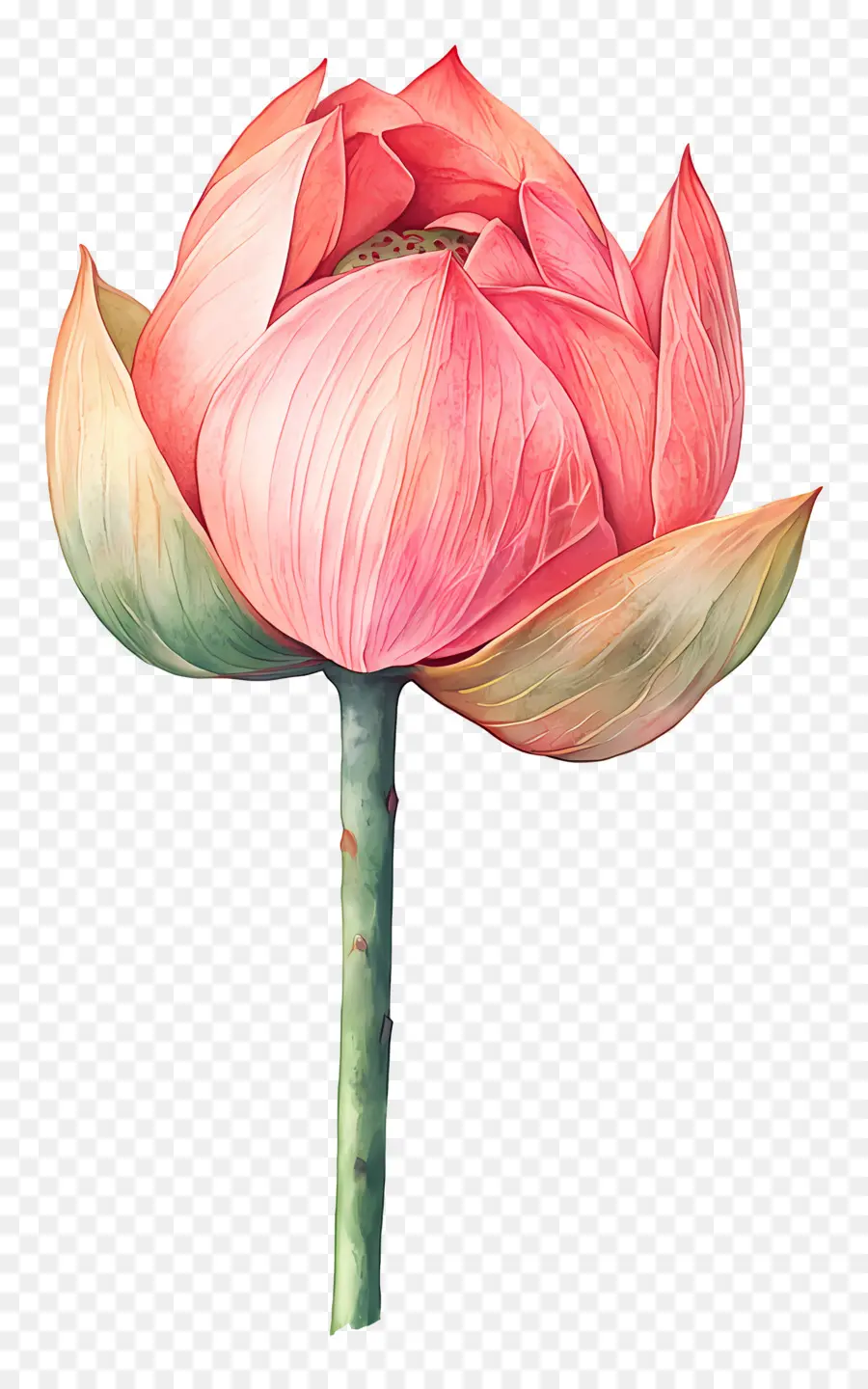 Aquarela Lótus，Lótus Rosa PNG