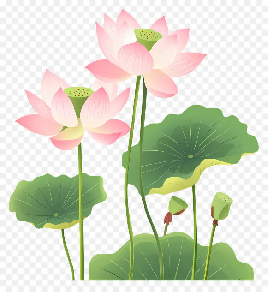 Flores De Lótus Rosa，Flores De Lótus PNG