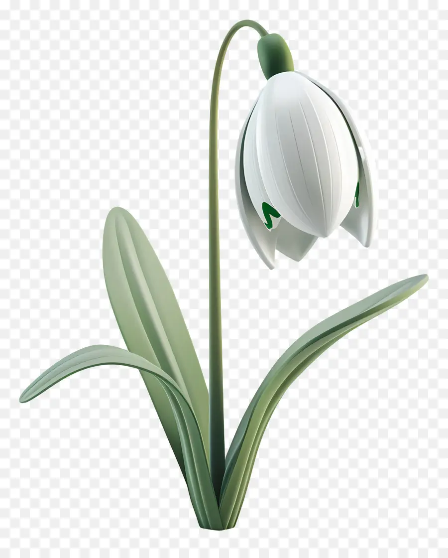 Flor Floco De Neve Modelo 3d，Gota De Neve PNG