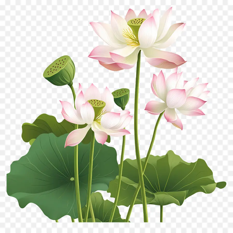 Flores De Lótus Rosa，Flores De Lótus PNG