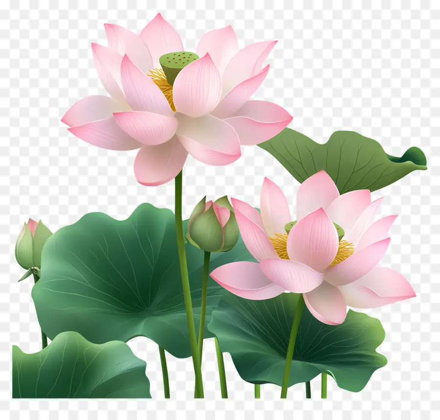 Flores De Lótus Rosa，Flores De Lótus PNG