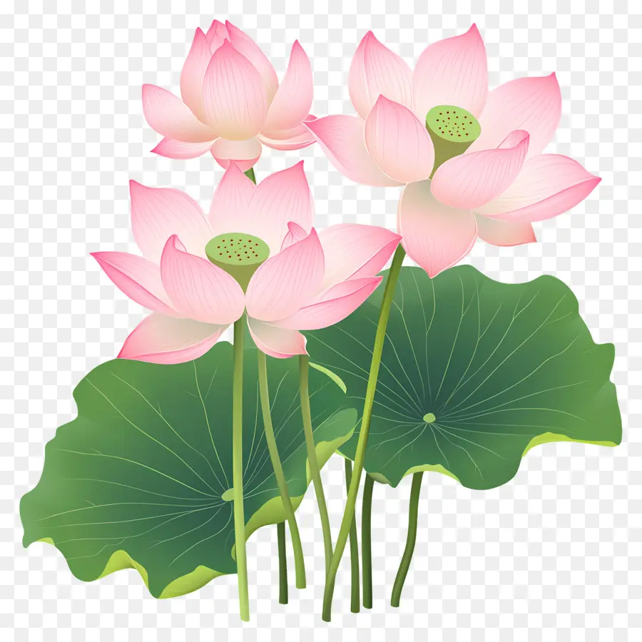 Flores De Lótus Rosa，Lótus Rosa PNG