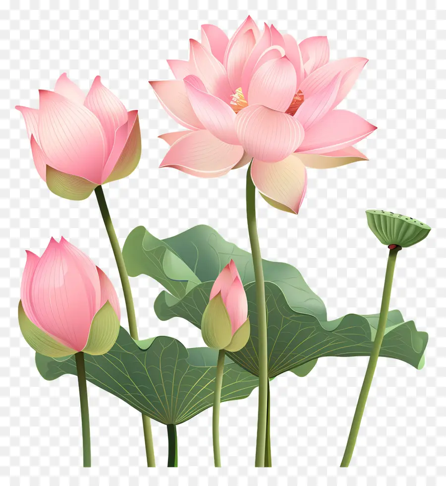 Flores De Lótus Rosa，Lótus Rosa PNG