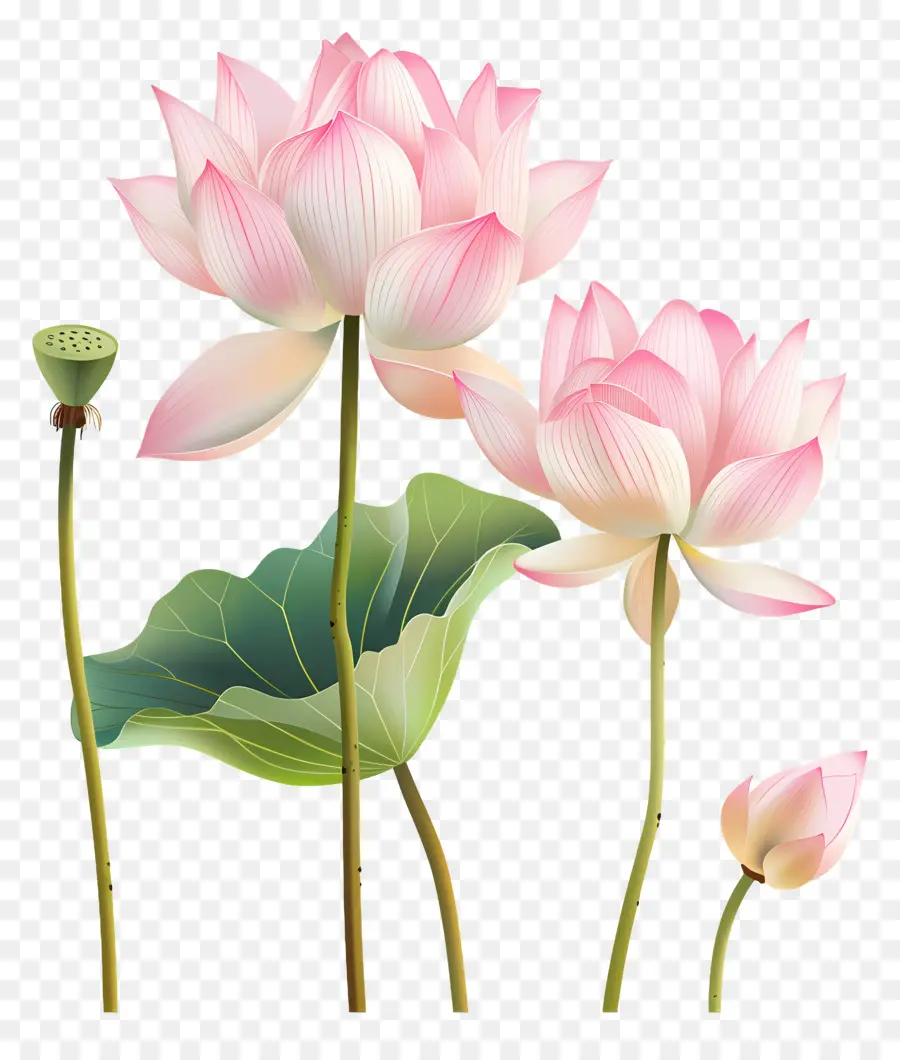 Flores De Lótus Rosa，Flor De Lótus PNG