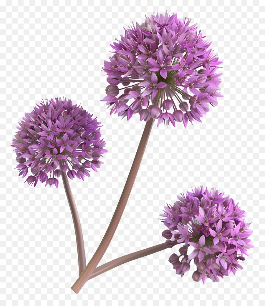 Flor De Allium Modelo 3d，Flores Roxas PNG