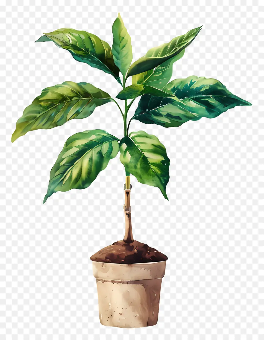 Planta Aquarela，Planta Em Vaso PNG