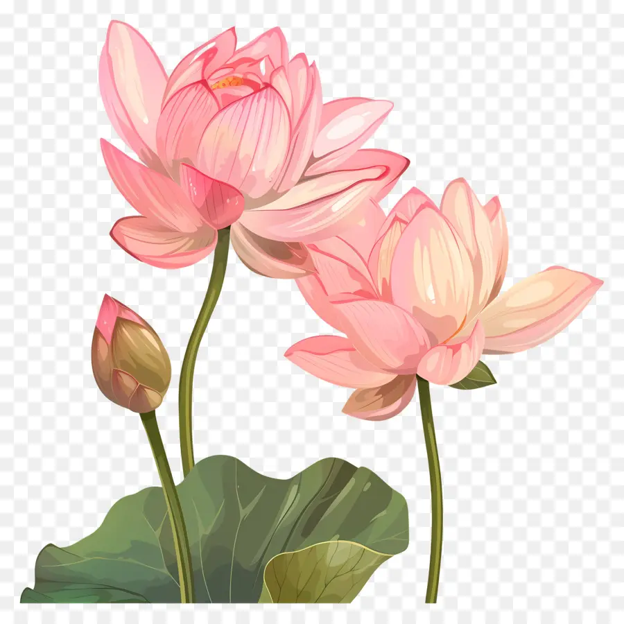 Flores De Lótus Rosa，Lótus Rosa PNG