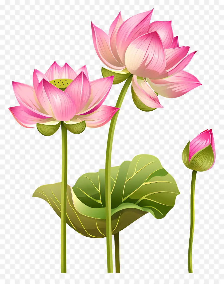 Flores De Lótus Rosa，Flor De Lótus PNG