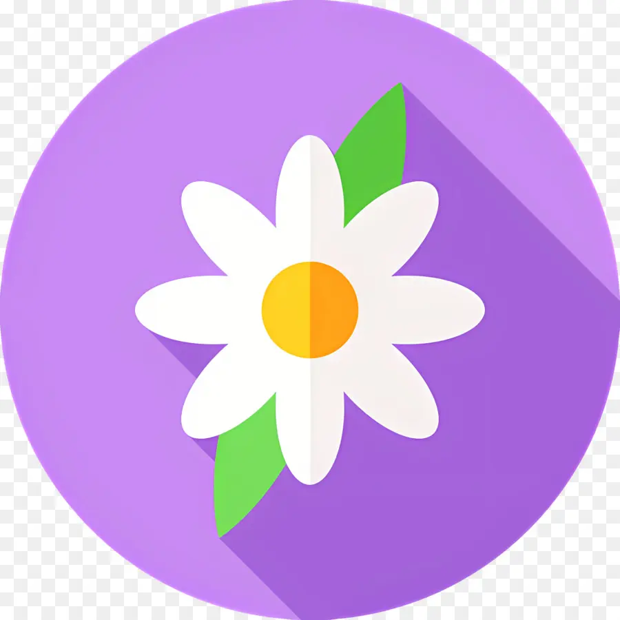 Flor Margarida，Margarida Branca PNG