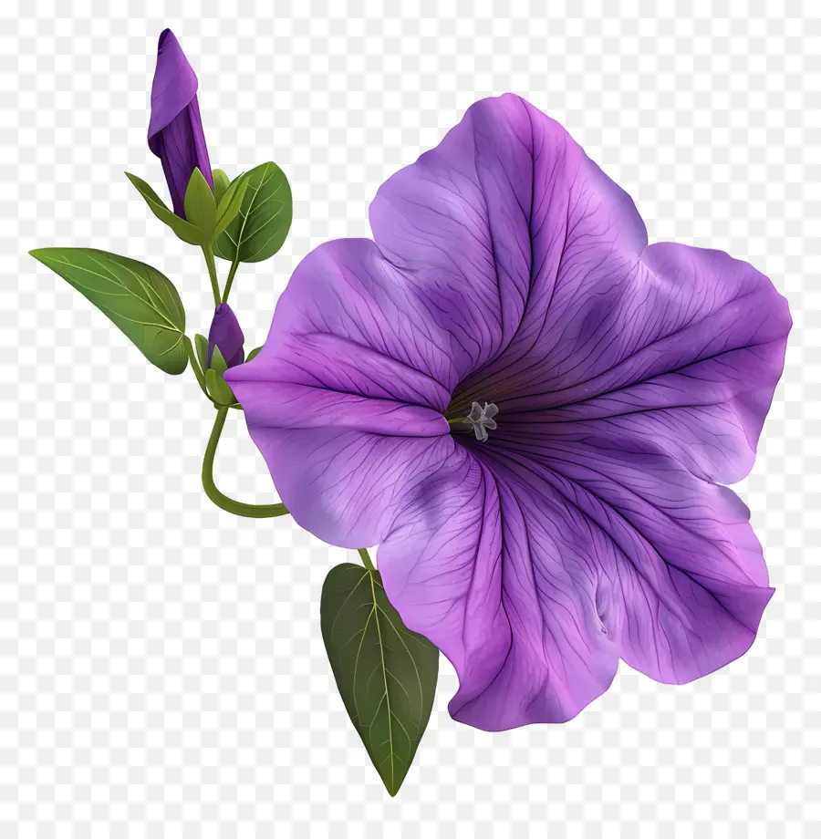 Flor De Petúnia Modelo 3d，Flor PNG